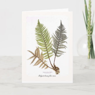 Polystichium filix mas holiday card