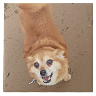 Pomchi Dog! Tile
