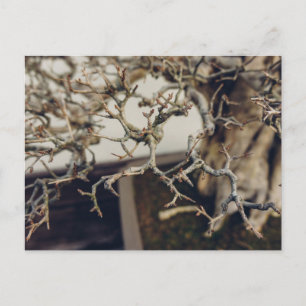 Pomegranate bonsai branches postcard