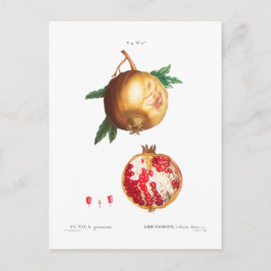 POMEGRANATE BOTANICAL POSTCARD