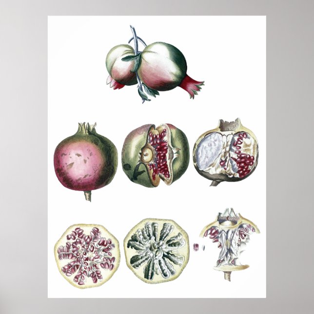 Pomegranate-botanical print (Front)