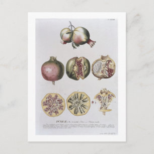 Pomegranate, engraved by Johann Jakob Haid (1704-6 Postcard