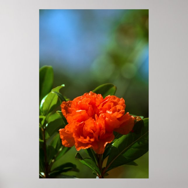 Pomegranate Flower Poster (Front)
