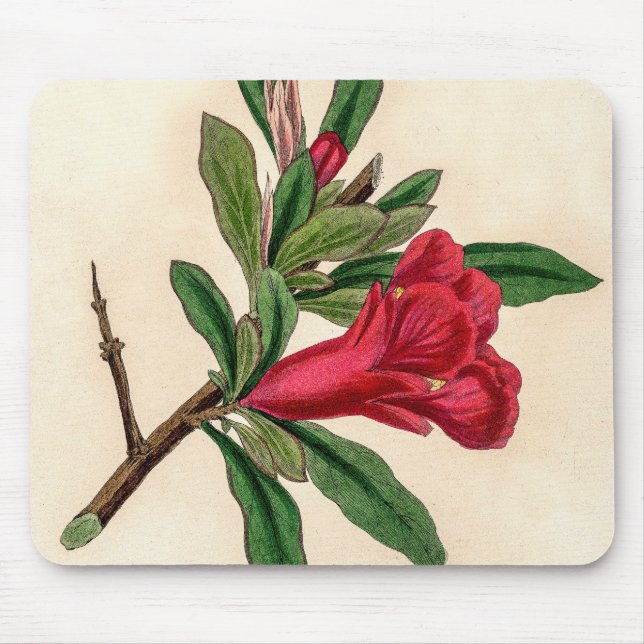 Pomegranate flower - vintage illustration detail mouse mat (Front)