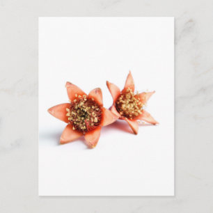 Pomegranate flowers postcard