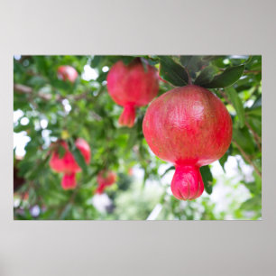 Pomegranate fruit poster
