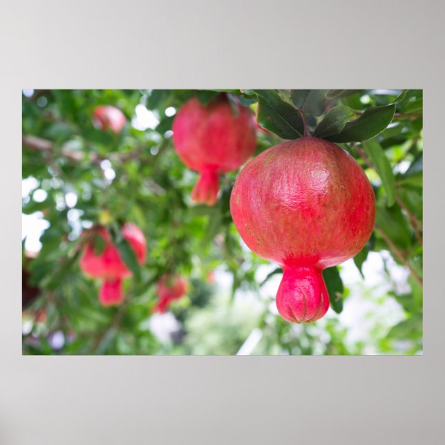 Pomegranate fruit poster (Front)
