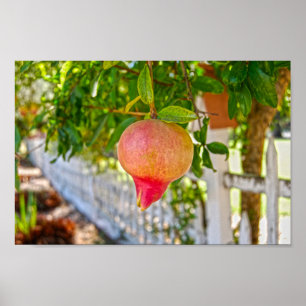Pomegranate in Sonoma, California Poster