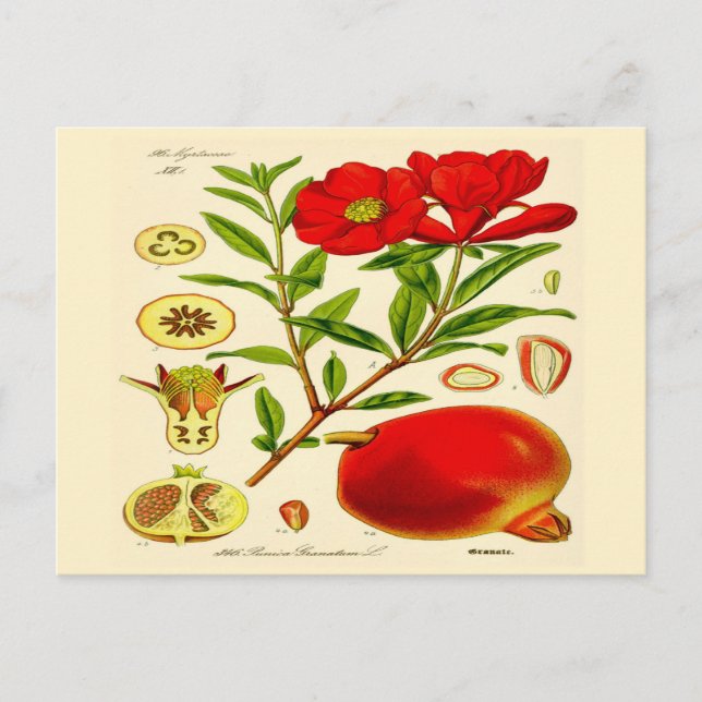 Pomegranate Postcard (Front)