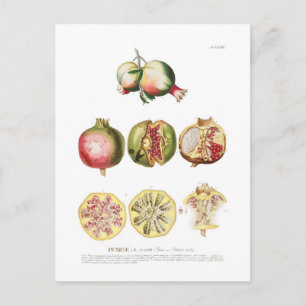 Pomegranate Postcard