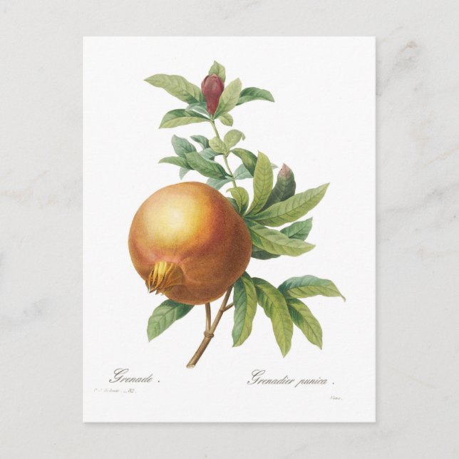 Pomegranate Postcard (Front)