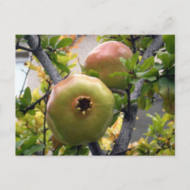 Pomegranate Postcard (Front)