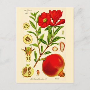 Pomegranate Postcard