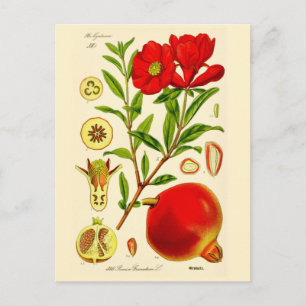 Pomegranate Postcard