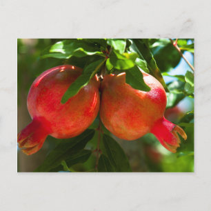 Pomegranate Postcard