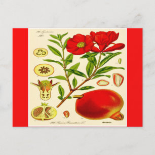 Pomegranate Postcard