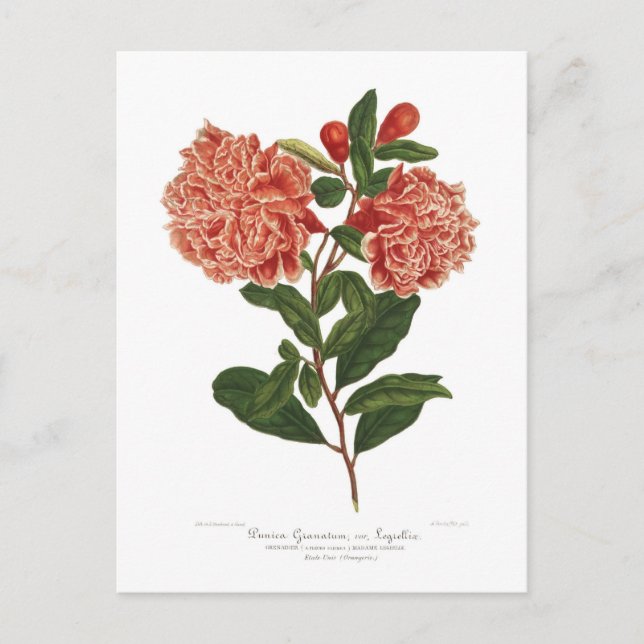 Pomegranate Postcard (Front)