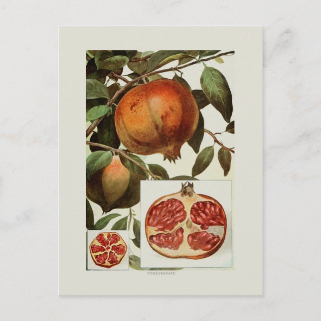 Pomegranate Postcard (Front)