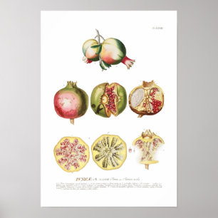 Pomegranate Poster