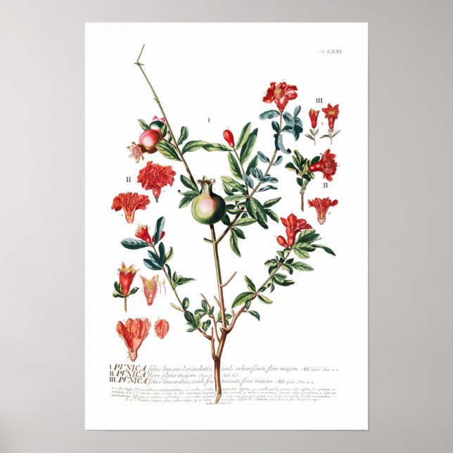 Pomegranate Poster (Front)