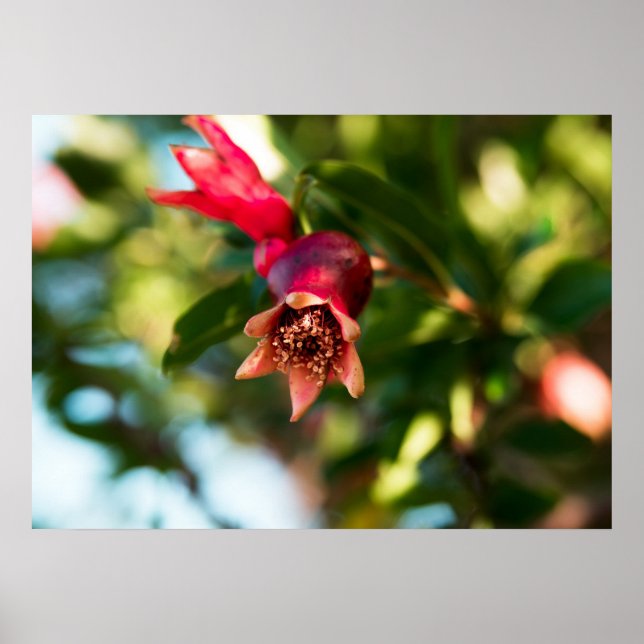 Pomegranate tree poster (Front)