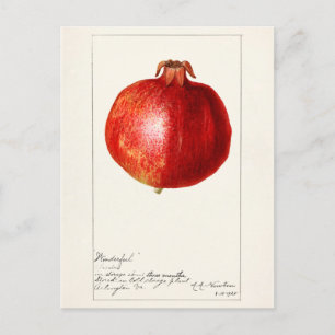 Pomegranates (Punica Granatum) Fruit Painting Postcard
