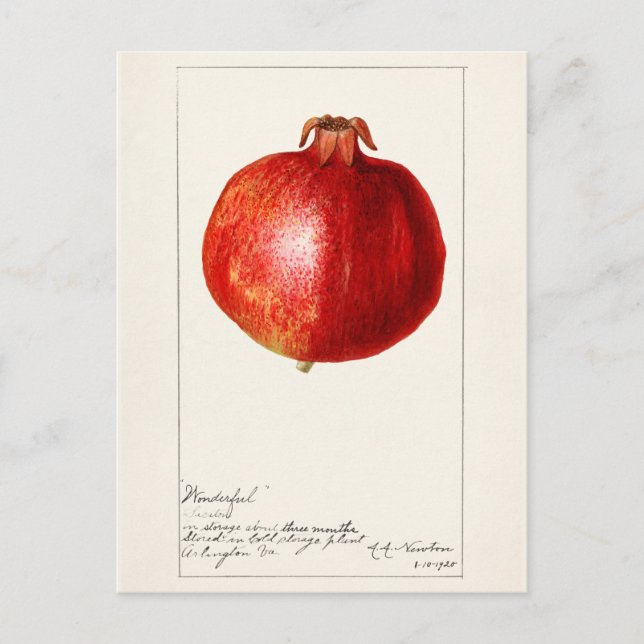 Pomegranates (Punica Granatum) Fruit Painting Postcard (Front)