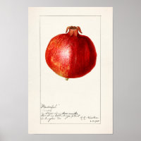Pomegranates (Punica Granatum) Fruit Painting