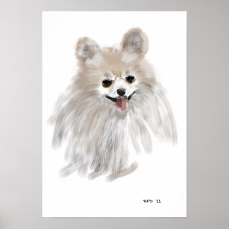Pomerainian Poster