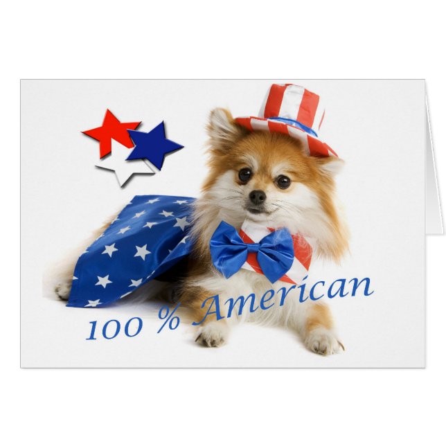 Pomeranian 100 percent american (Front Horizontal)
