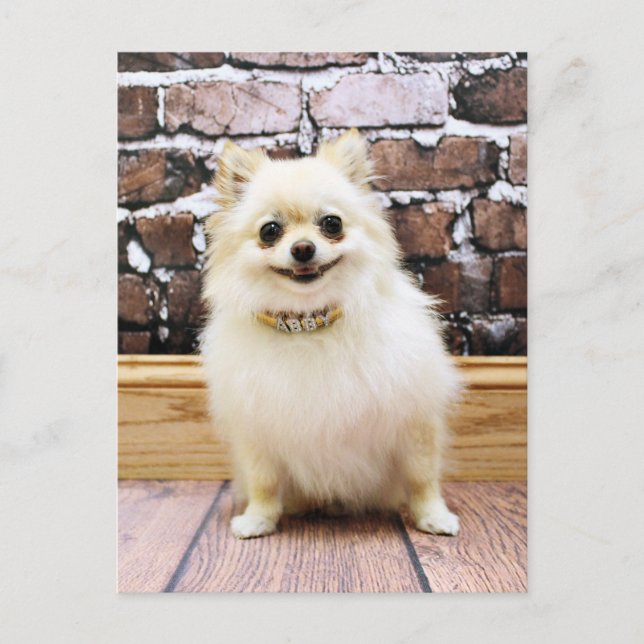 Pomeranian - Abby Vanity Collar Postcard (Front)