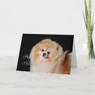 Pomeranian Birthday Card