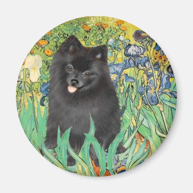 Pomeranian (black) - Irises Magnet (Front)