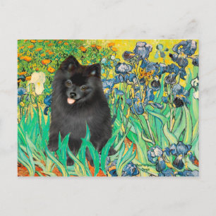 Pomeranian (black) - Irises Postcard