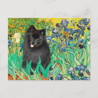 Pomeranian (black) - Irises Postcard