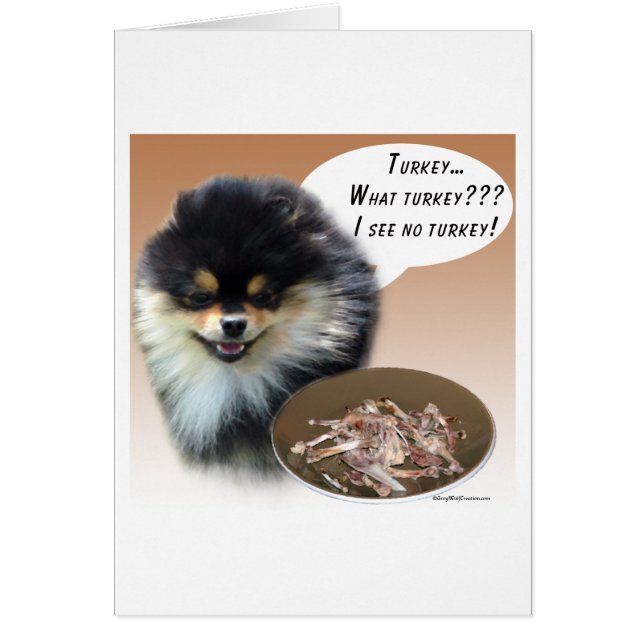 Pomeranian (blktan) Turkey (Front)