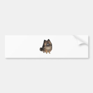 Pomeranian -  brindle bumper sticker