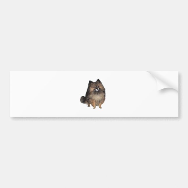 Pomeranian -  brindle bumper sticker (Front)