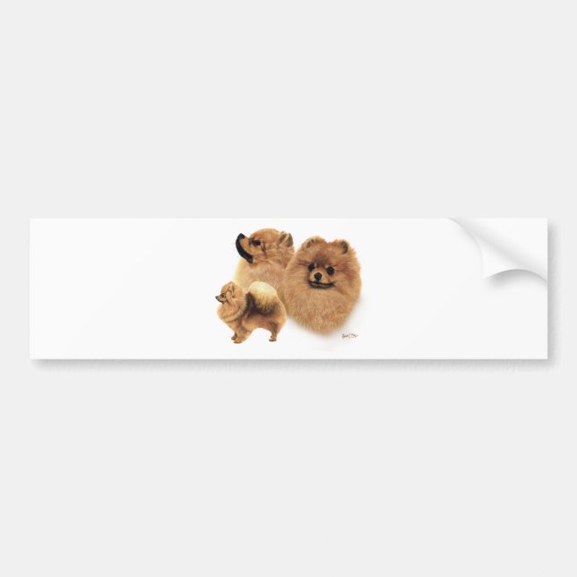 Pomeranian Bumper Sticker (Front)
