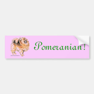 Pomeranian! Bumper Sticker