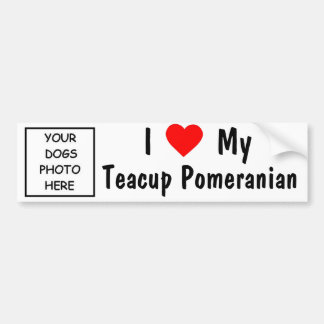 Pomeranian Bumper Sticker