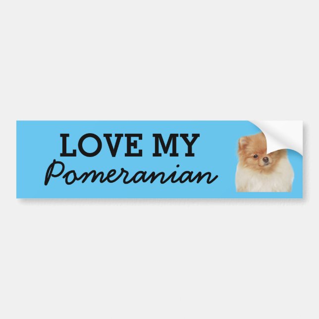 Pomeranian bumper sticker (Front)
