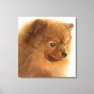 Pomeranian Canvas Print
