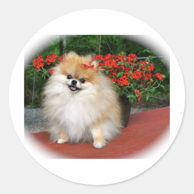 Pomeranian Classic Round Sticker (Front)