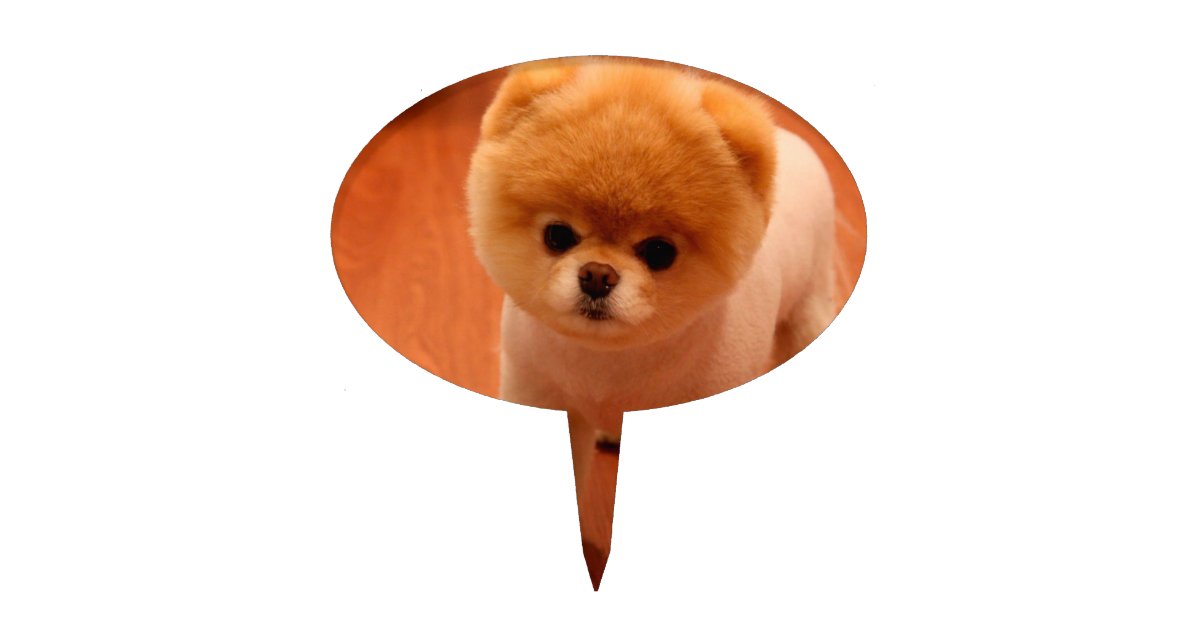Pomeranian Cute Puppies Spitz Pom Dog Pom Puppies Cake Picks Zazzle Co Uk