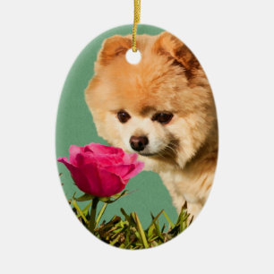 Pomeranian Dog and Rose Ornament