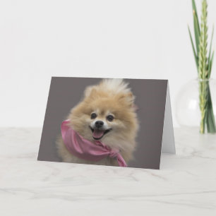 Pomeranian Dog Birthday Card by Focus for a Cause