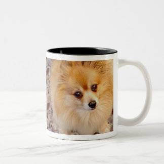 Pomeranian Dog Coffee Mug