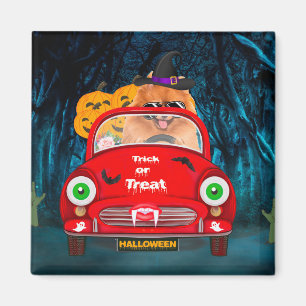 Pomeranian Dog Driving Car Scary Halloween Magnet