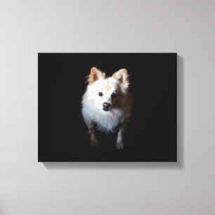 Pomeranian Dog in Dark Canvas Print